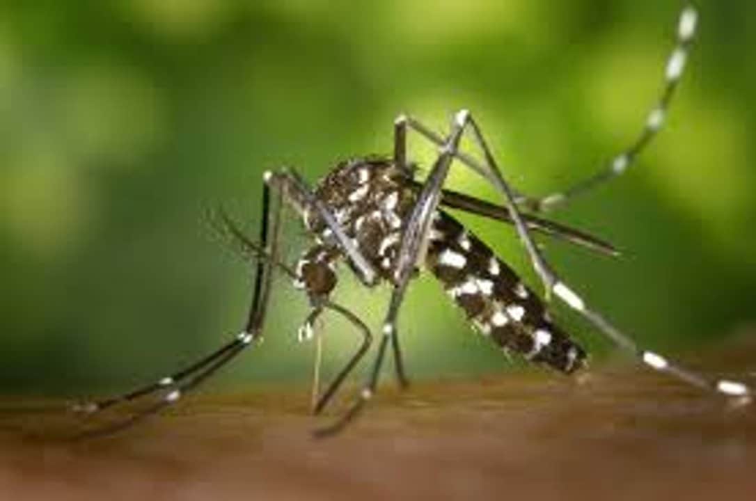 Confirmaron un nuevo caso de dengue