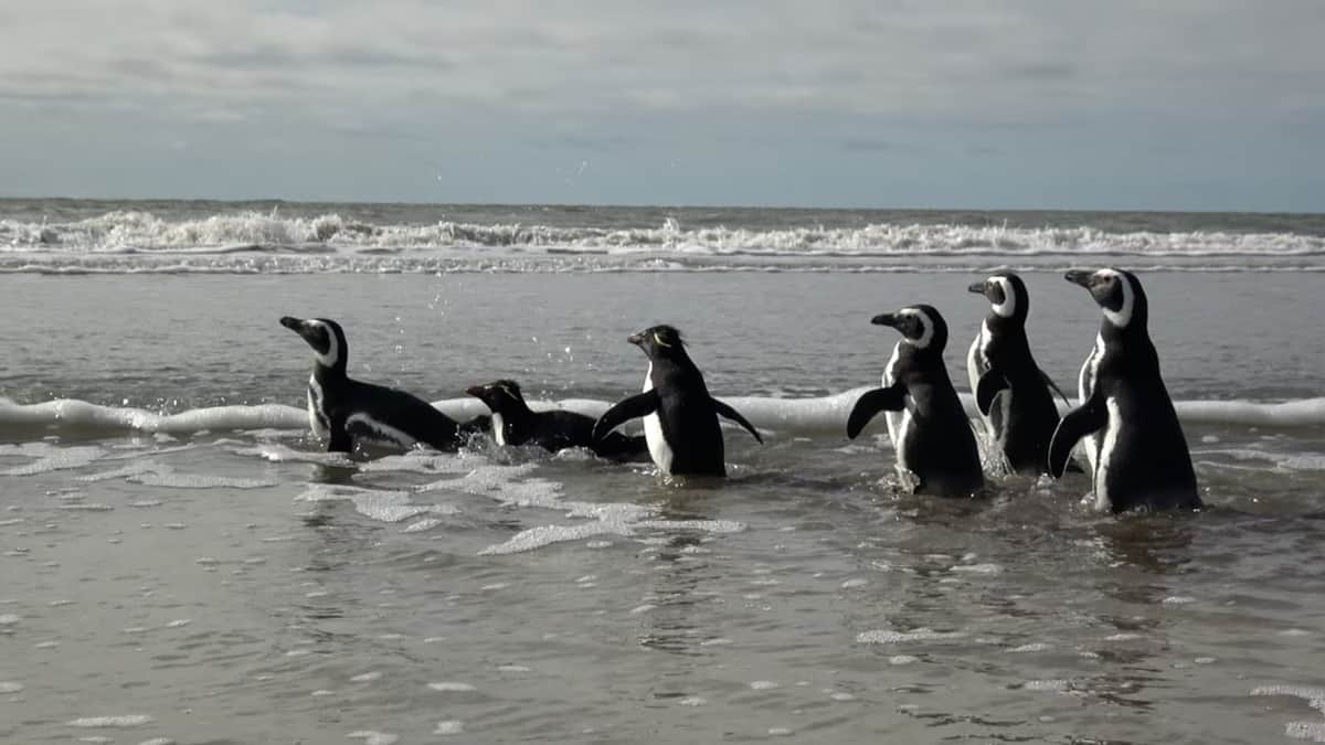 Seis pingüinos volvieron al mar: habían quedado atrapados en redes de pesca y con petróleo en sus plumas