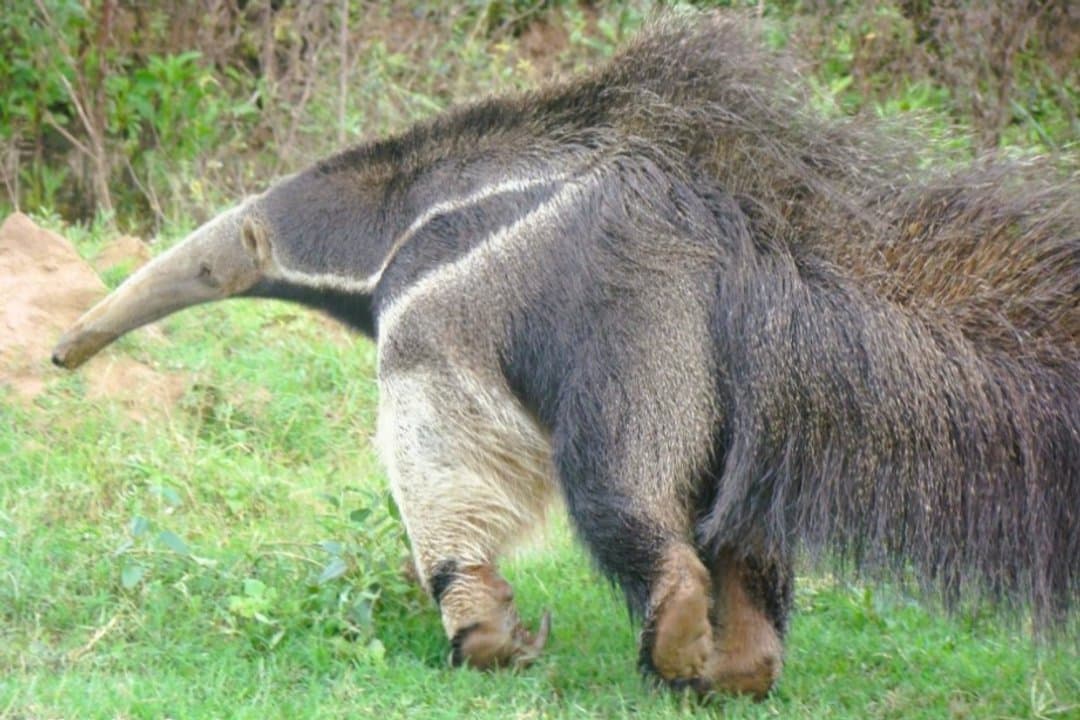 Dos cazadores solventarán la reposición del alambrado de una reserva luego del ataque de tres perros a un oso hormiguero
