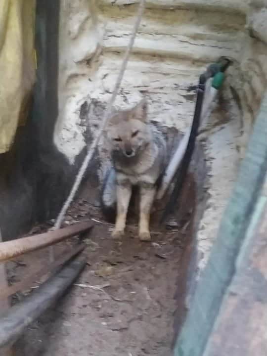 Ostende: apareció un zorro en el patio de una casa y rescatistas lo liberaron en el bosque