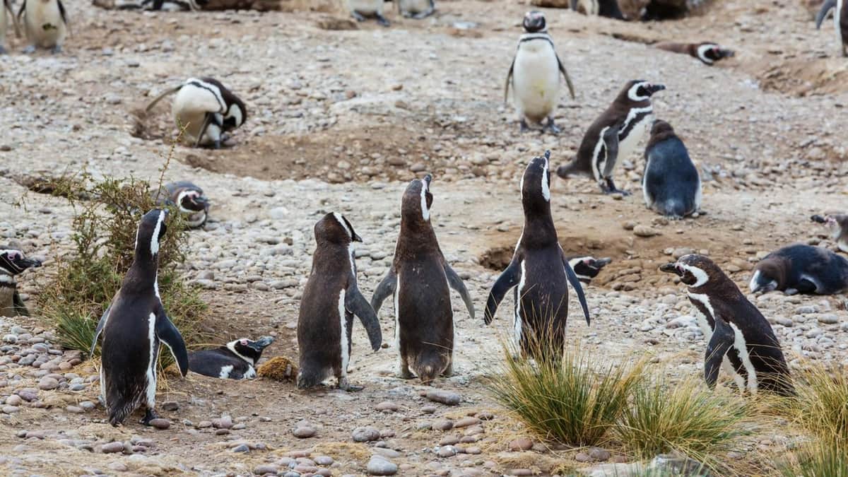 Un nuevo hogar: liberan a 40 pingüinos del ex Mar del Plata Aquarium en una reserva natural