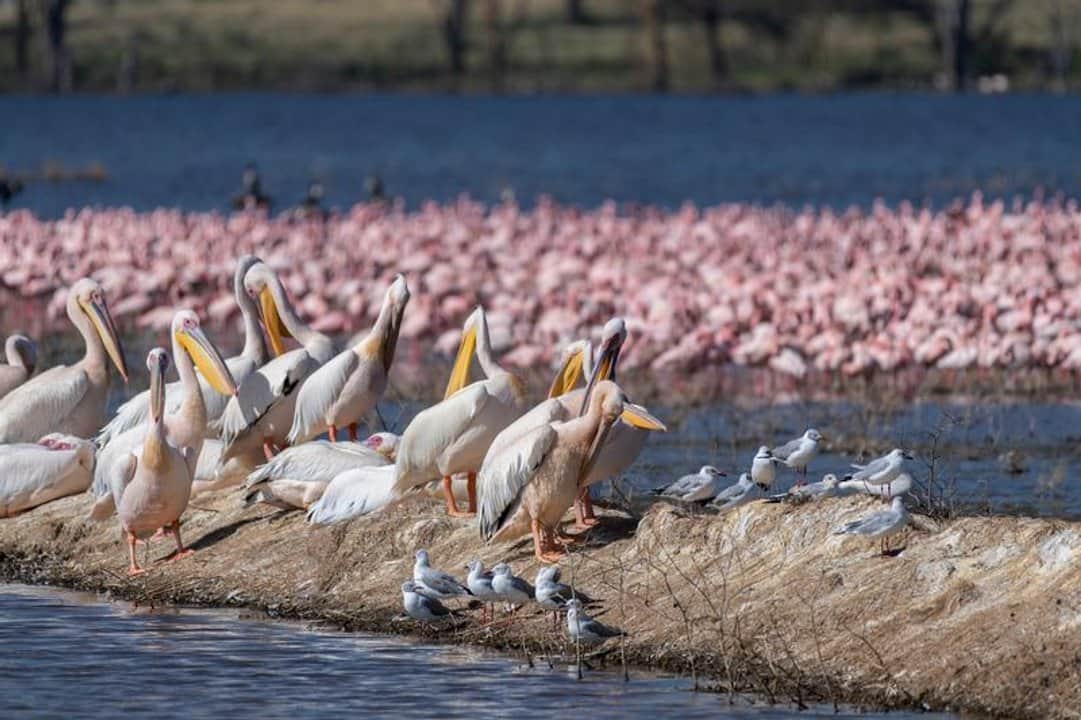 Paraguay celebra la XV Feria de Aves de Sudamérica