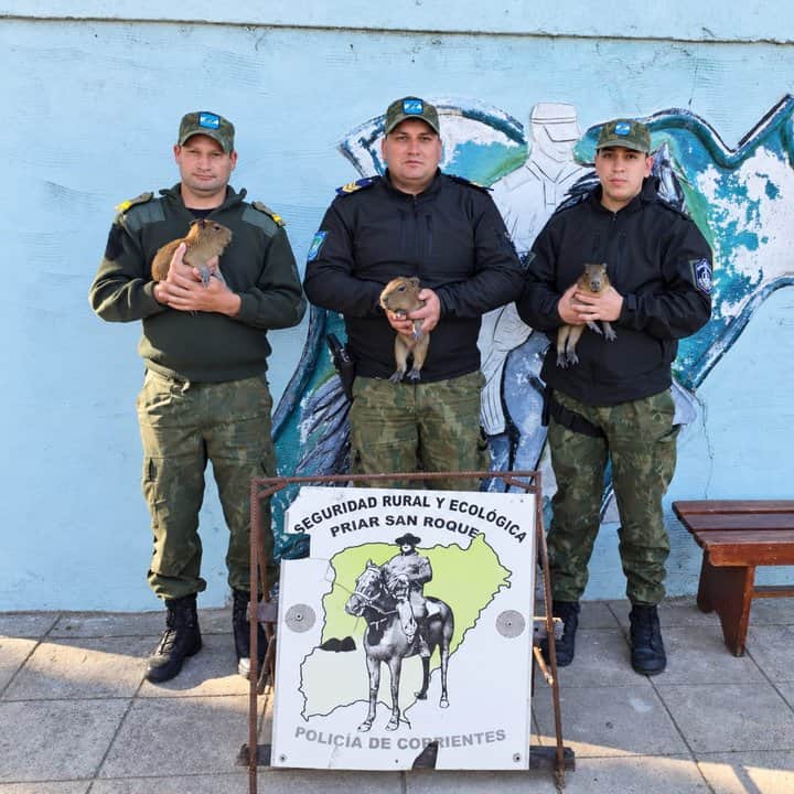 San Roque: rescataron a carpinchos bebés que eran vendidos por WhatsApp