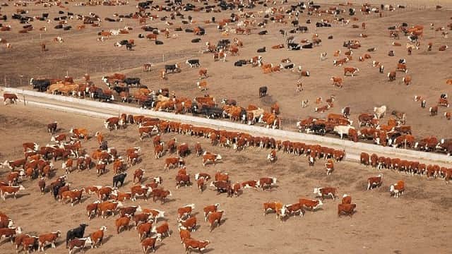 El Senasa dejará de exigirle a los feedlots certificados ambientales y de uso del suelo para otorgar su habilitación sanitaria