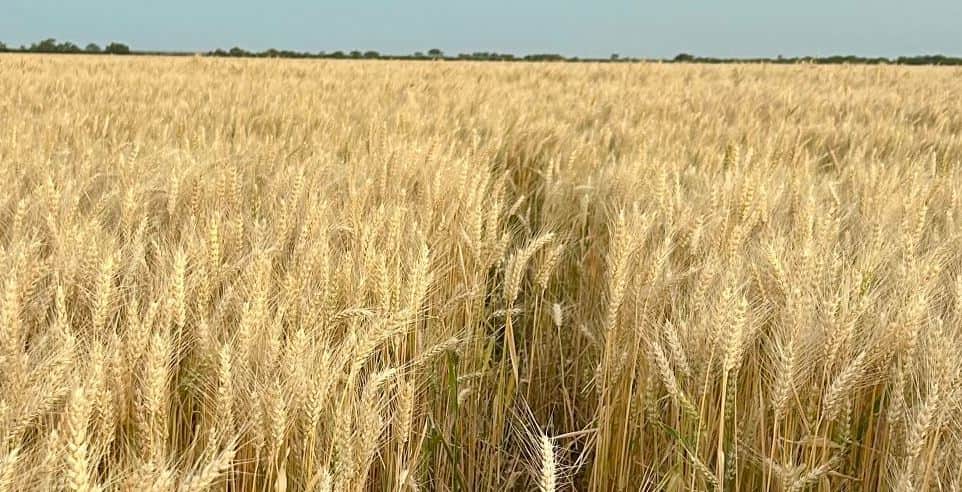 Sembrar una vez y cosechar varias: De qué se trata la “revolución verde perenne” y por qué podría cambiar la agricultura tal como la conocemos