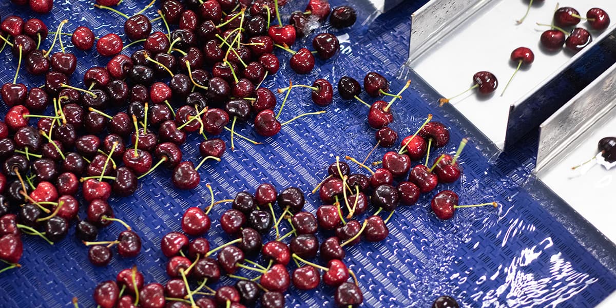 Las cerezas argentinas llegan tarde a la temporada: El frío retrasó la cosecha y el sector mira al cielo para alcanzar las 8.500 toneladas exportables