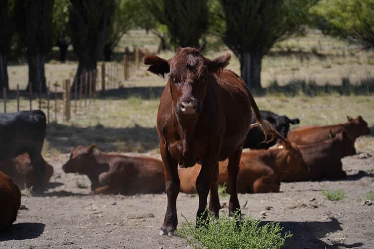 Crónicas robadas: Río Negro debe sumar 10.000 hectáreas productivas para cubrir el déficit de alimento para la ganadería y así frenar una salida de US$20 millones por año