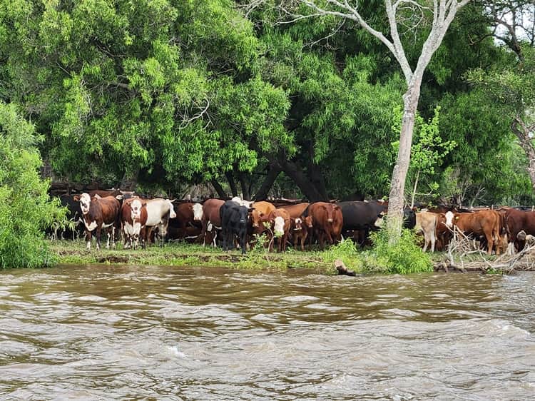 Éxodo bovino correntino: Con los ríos Paraná y Uruguay en crecida, los productores comenzaron a sacar la hacienda de las islas y ya se teme un otoño sin pasto