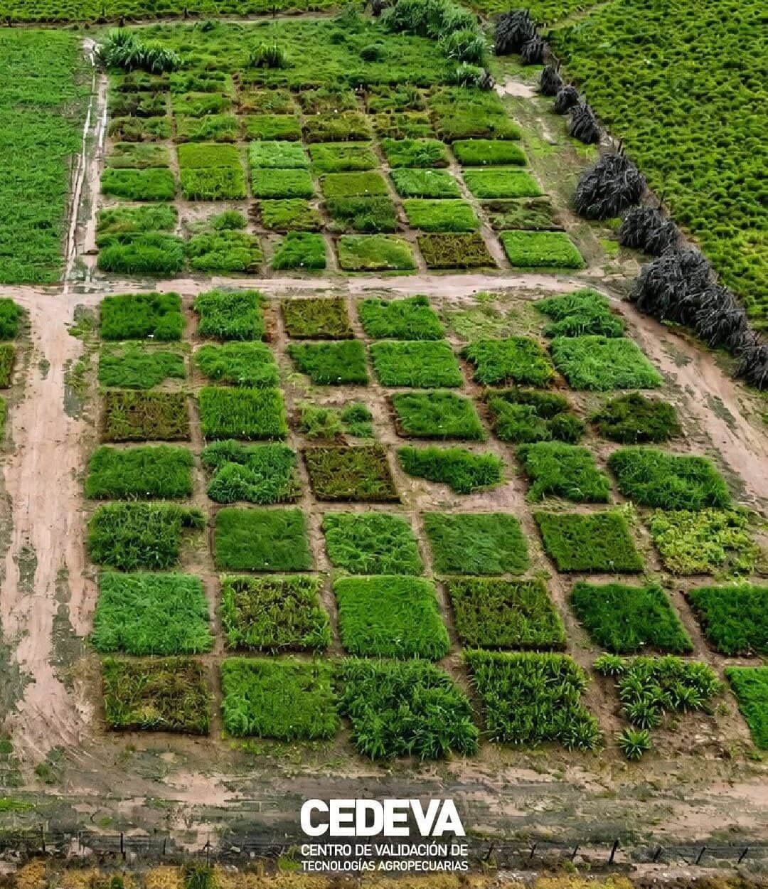 Formosa tiene su propio “INTA”: Federico De Pedro, el director, explica cómo funciona el CEDEVA, que prueba tecnologías antes de llevarlas a los productores