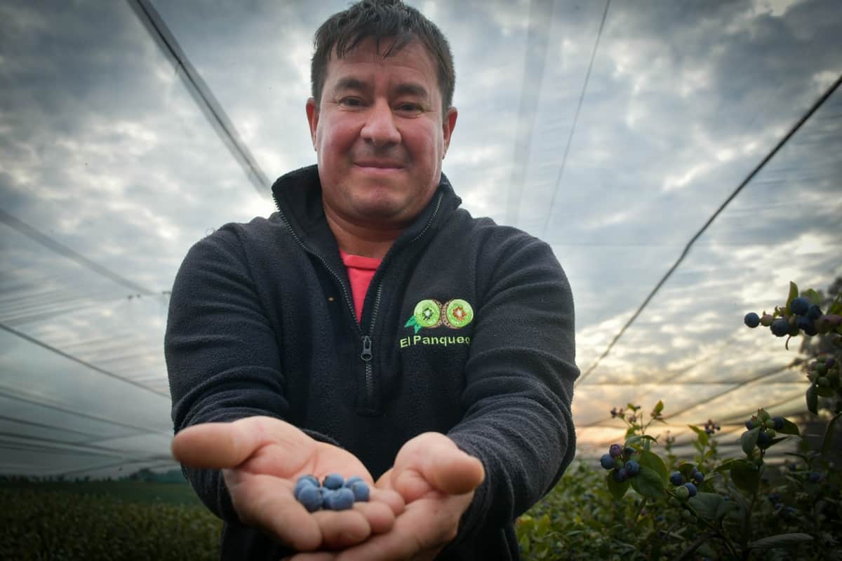 “Hay que cosechar con amor”: Manuel Rivero cuenta el camino del arándano correntino para llegar al mercado nacional