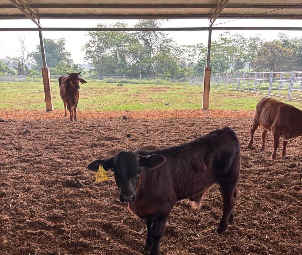Martín Romeo fue a Vietnam para ayudar a desarrollar una experiencia la ganadería de cría y volvió con ganas de contarlo: “Allá muy poca gente insemina y te cuesta encontrar un veterinario que haga tacto”
