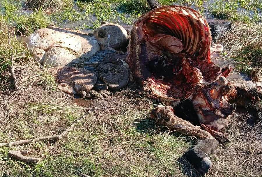 “Mientras denunciaba, me carneaban animales”: Se multiplican las faenas clandestinas en el norte de Entre Ríos y Federación Agraria denuncia una “zona liberada”