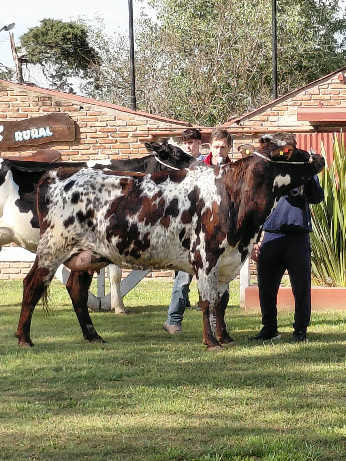 Entre una enorme variedad de razas lecheras, en Pozo del Molle siguen apostando a una educación agropecuaria que asegure un futuro laboral a los chicos
