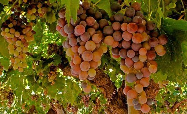 Un ascenso para la “Criolla Grande”: La histórica variedad subió de categoría y podrá ser utilizada para elaborar vinos de calidad