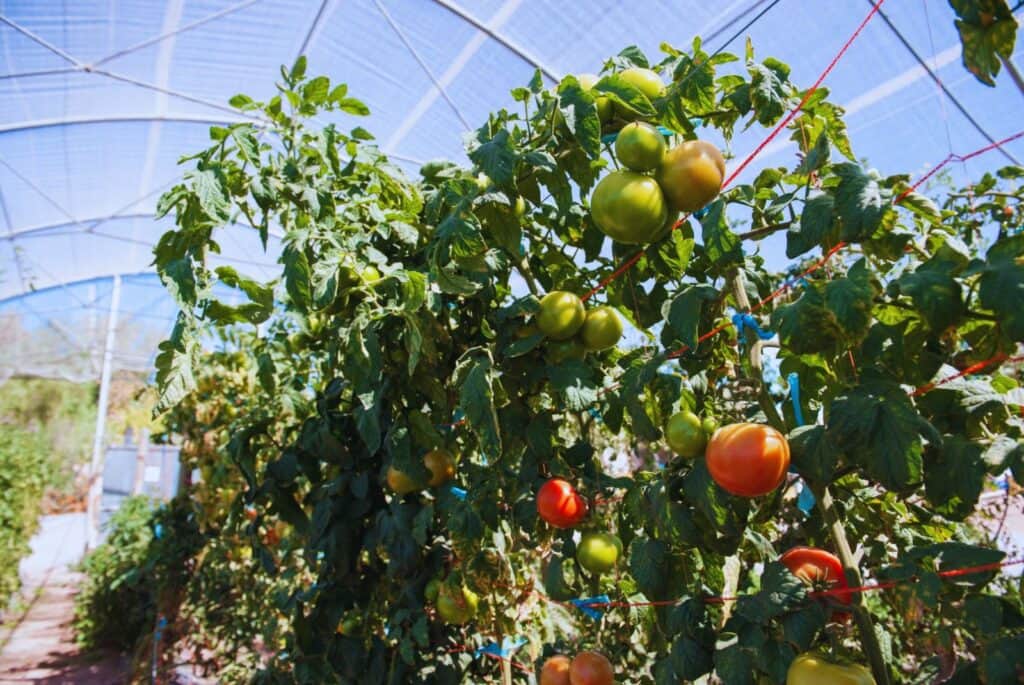 Una luz azul para frenar a la polilla del tomate: Probaron una trampa solar en invernaderos que podría ayudar a reducir el uso de insecticidas