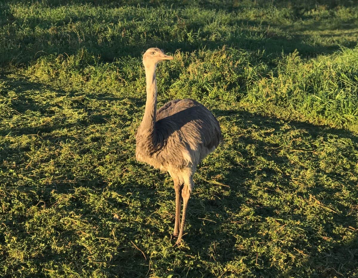 Raúl Fleitas perdió un ñandú y 25 terneros a manos de cazadores y del abigeato: “La policía actuó bien, pero falló el juez” aseguró