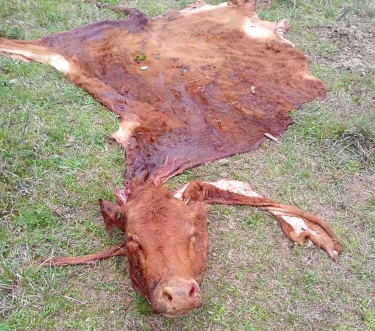 En guerra contra la inseguridad rural, la productora María Marta Batalla denuncia que en Corrientes ya se abandonaron 400 mil hectáreas por el “crimen organizado”