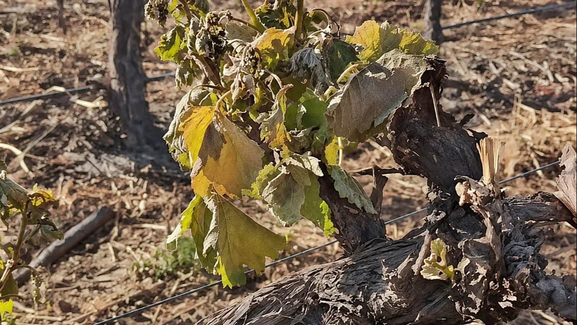Con más de 1.300 hectáreas dañadas, Salta declaró la emergencia agropecuaria por heladas en los Valles Calchaquíes y los viñateros ya dudan de cuánto podrán cosechar