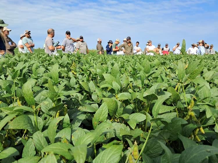 Los cooperativistas de ACA profundizan la alianza con la semillera Neogen y suman nuevas variedades de soja a su red