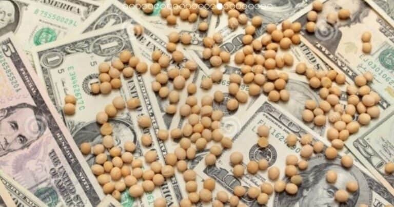 Por la caída del precio, habrá más soja pero traerá menos dólares