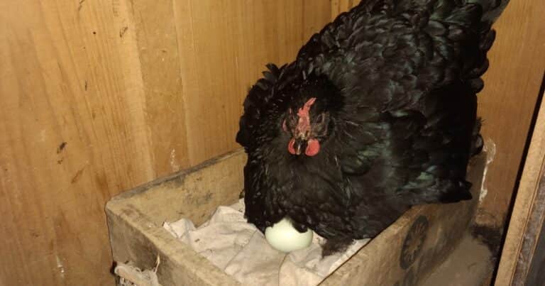 ¿Qué fue primero, el huevo o la gallina? La ciencia tiene la respuesta