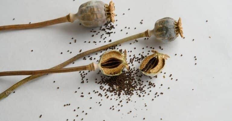 Cuándo cortar las cabezas de las semillas de amapola para que vuelva a germinar