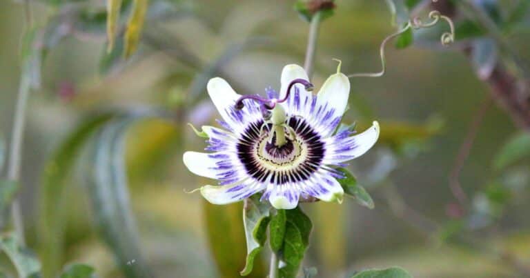 Qué beneficios y propiedades tiene la flor de la pasión