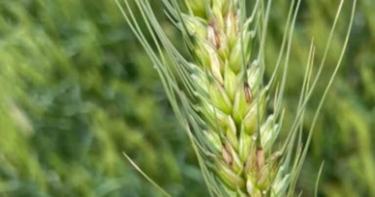 Un patógeno apareció con fuerza tras las lluvias y empieza a complicar al trigo: ¿Cómo controlarlo?
