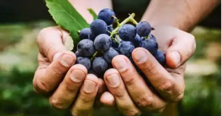 Cuáles son los beneficios de comer uvas todos los días