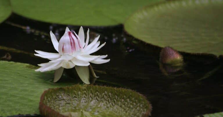 ¿Cuál es la flor representativa del Amazonas?
