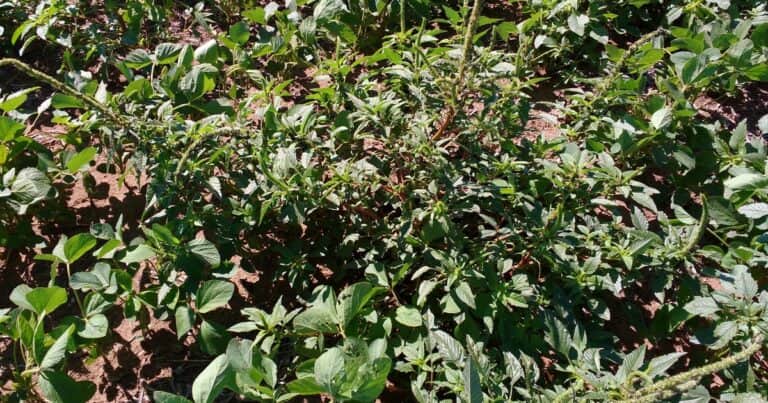Consejos para un buen control de yuyo colorado en plena siembra de soja
