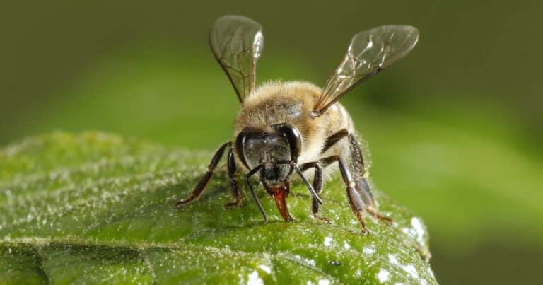Más biodiversidad es más productividad