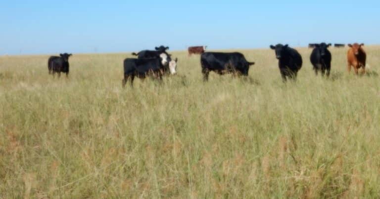 El cereal poco utilizado para engordar a las vacas que logra sorprendentes resultados: las claves de sus beneficios