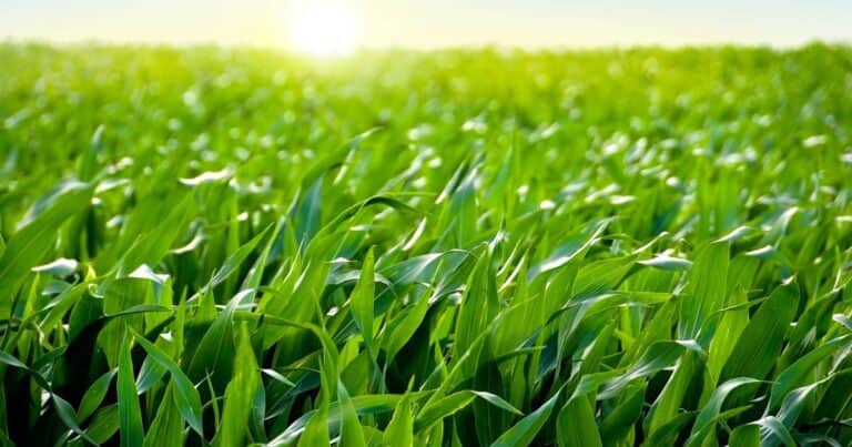 Maíz: del desarrollo óptimo a un escenario preocupante de cara al futuro