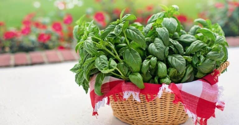 Las 10 plantas comestibles más fáciles de cultivar este verano en casa