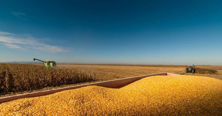 Mejoró el precio del maíz argentino y se aceleraron las ventas