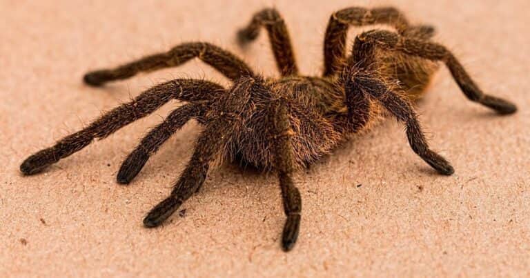 Una tarántula picó a un piloto alérgico en pleno vuelo