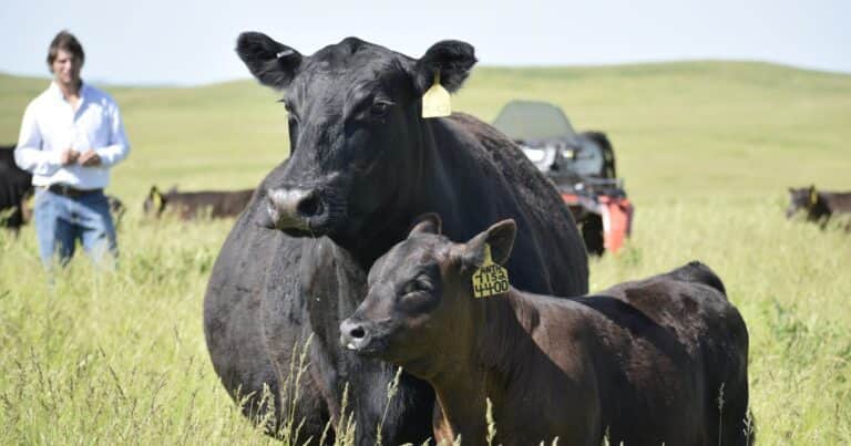 Los dos grupos de nutrientes que no se pueden ignorar en la alimentación de rumiantes
