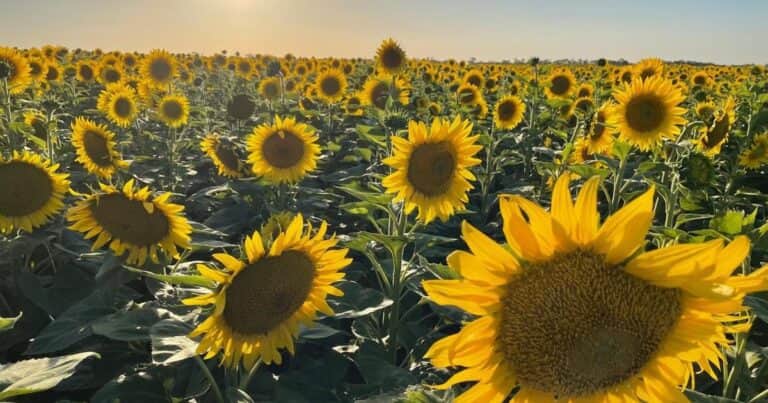 Versatilidad y tolerancia, las fortalezas de los nuevos híbridos de girasol