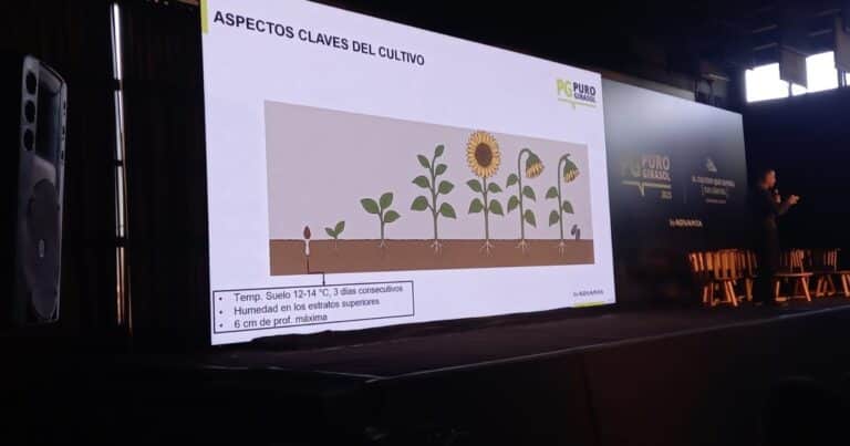 El girasol se expande y pisa fuerte en el sur de Córdoba