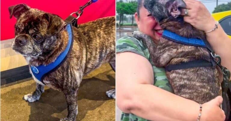 Una perra desaparecida hace 8 años durante un huracán fue encontrada viva en un baño público