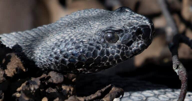 Un excursionista muere tras ser mordido por una serpiente cascabel en un parque