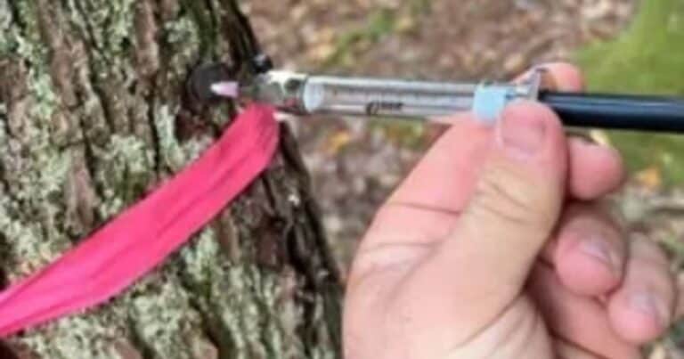 Descubren que un solo árbol alberga un billón de bacterias en su madera