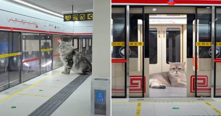 Fabuloso: un joven construyó un subte con estación incluida para gatos