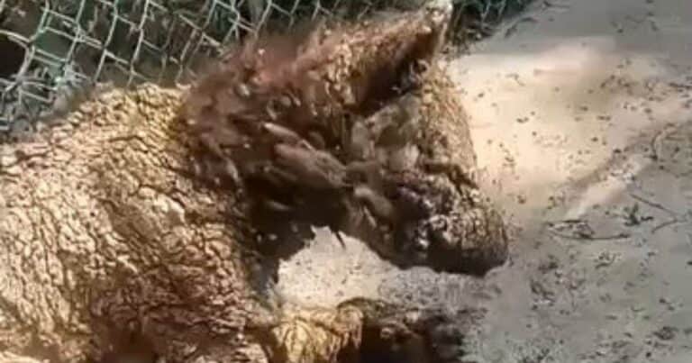 Indignación por el deplorable estado de una osa bebé que vive en un zoo con sarna y desnutrición