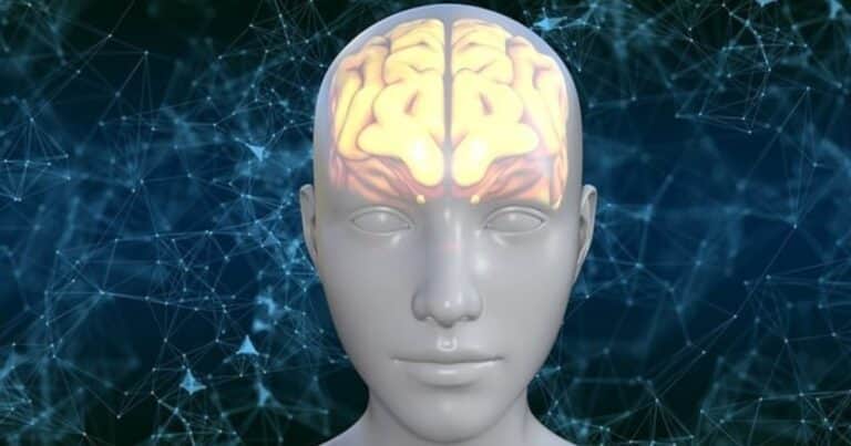 Qué dice la ciencia sobre el efecto de la creatina en la inteligencia