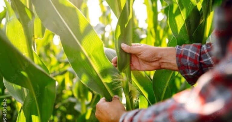 El campo: ¿sector primario o “industria a cielo abierto” como motor de desarrollo?