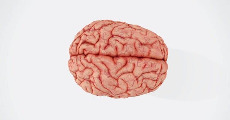 ¿Qué efectos tiene el magnesio en el cerebro?