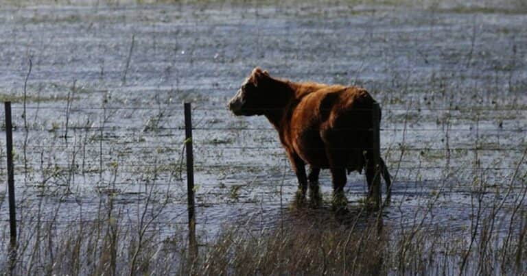 Se declaró la Emergencia Agropecuaria en tres provincias: cuáles son los municipios beneficiados