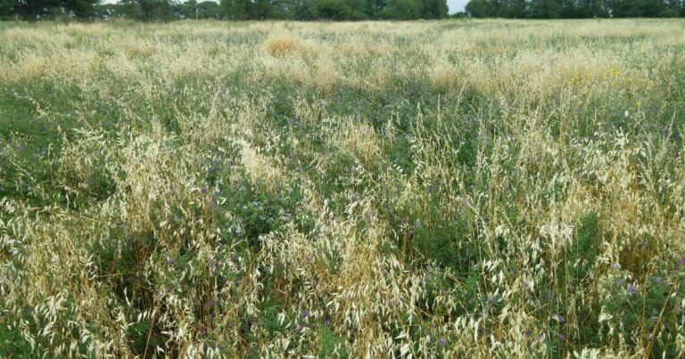 Ensayos: cómo sembrar verdeos de invierno sobre maíz tardío